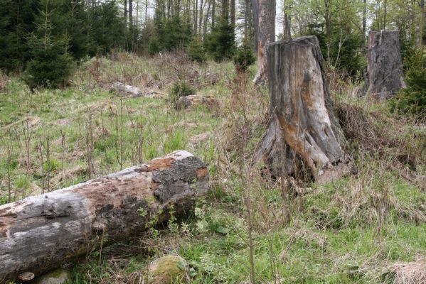 Stožec, 29.4.2011
Stožec - východní svah. 
Mots-clés: Stožec Šumava vrch Stožec Ampedus karpathicus aethiops nigrinus tristis Danosoma fasciata