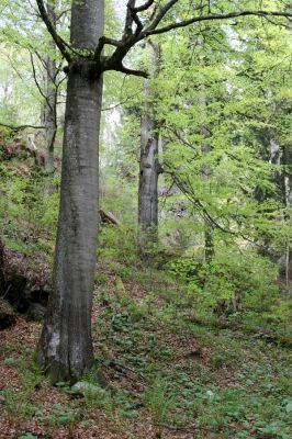 Stožec, 29.4.2011
Stožec - severovýchodní svah.
Schlüsselwörter: Stožec Šumava vrch Stožec prales