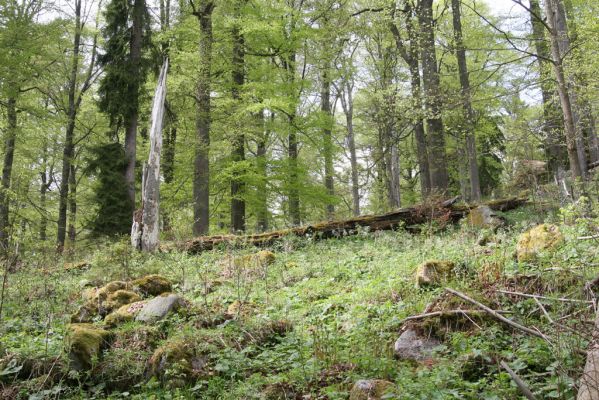 Stožec, 29.4.2011
Stožec - severovýchodní svah.
Schlüsselwörter: Stožec Šumava vrch Stožec prales