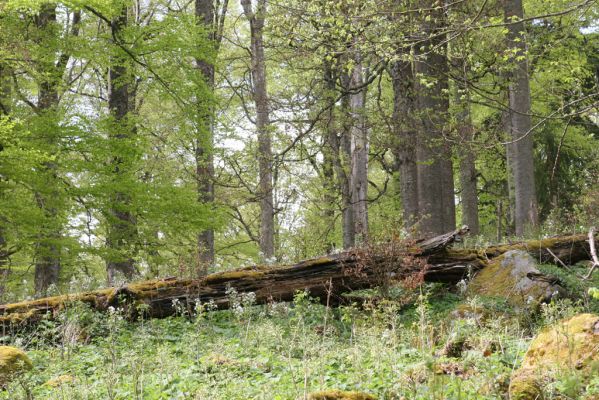 Stožec, 29.4.2011
Stožec - severovýchodní svah.
Klíčová slova: Stožec Šumava vrch Stožec prales