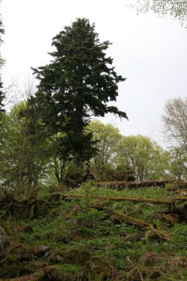 Stožec, 29.4.2011
Stožec - severovýchodní svah.
Klíčová slova: Stožec Šumava vrch Stožec prales