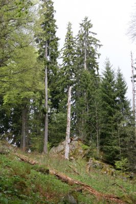 Stožec, 29.4.2011
Stožec - severovýchodní svah.
Keywords: Stožec Šumava vrch Stožec prales