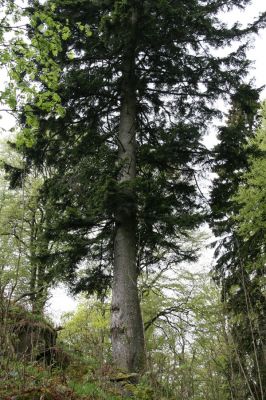 Stožec, 29.4.2011
Stožec - severovýchodní svah.
Schlüsselwörter: Stožec Šumava vrch Stožec prales