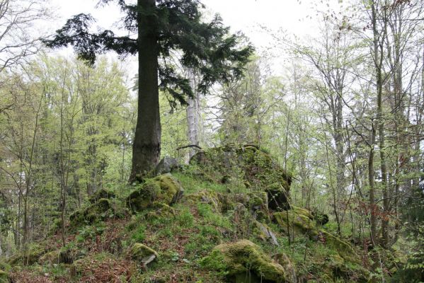 Stožec, 29.4.2011
Stožec - severovýchodní svah.
Klíčová slova: Stožec Šumava vrch Stožec prales