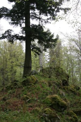 Stožec, 29.4.2011
Stožec - severovýchodní svah.
Schlüsselwörter: Stožec Šumava vrch Stožec prales