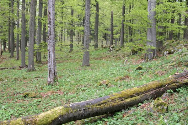 Stožec, 29.4.2011
Stožec - severovýchodní svah.
Schlüsselwörter: Stožec Šumava vrch Stožec prales