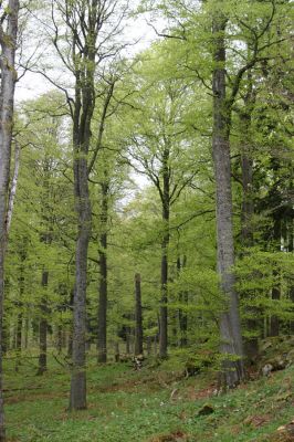 Stožec, 29.4.2011
Stožec - severovýchodní svah.
Klíčová slova: Stožec Šumava vrch Stožec prales