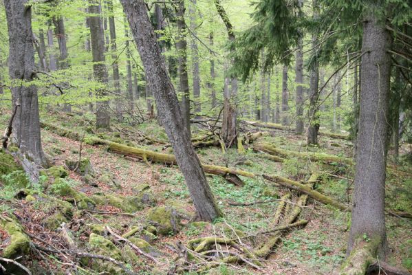 Stožec, 29.4.2011
Stožec - severovýchodní svah.
Schlüsselwörter: Stožec Šumava vrch Stožec prales