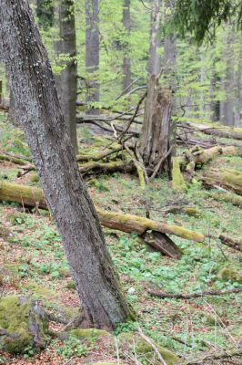 Stožec, 29.4.2011
Stožec - severovýchodní svah.
Schlüsselwörter: Stožec Šumava vrch Stožec prales