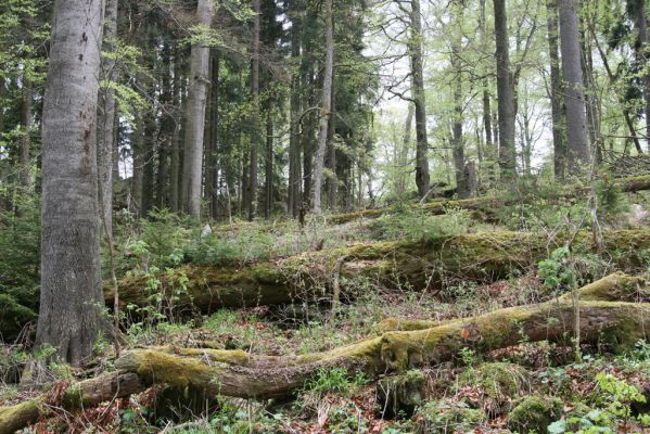 Stožec, 29.4.2011
Stožec - severovýchodní svah.
Schlüsselwörter: Stožec Šumava vrch Stožec prales