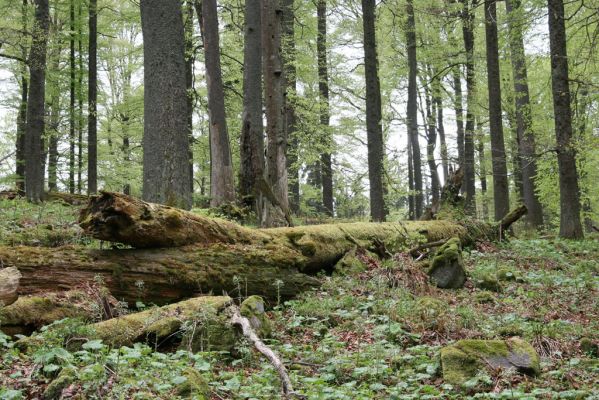 Stožec, 29.4.2011
Stožec - severovýchodní svah.
Schlüsselwörter: Stožec Šumava vrch Stožec prales