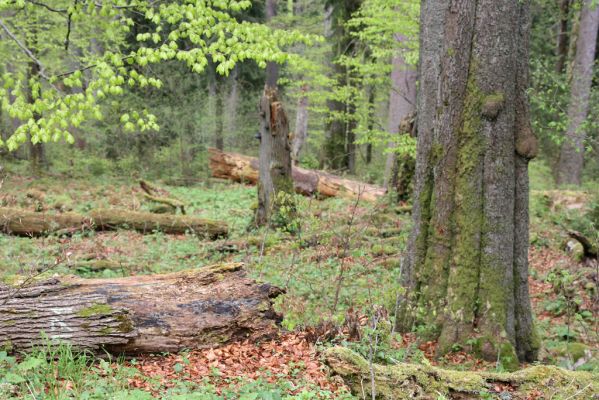 Stožec, 29.4.2011
Stožec - severovýchodní svah.
Klíčová slova: Stožec Šumava vrch Stožec prales