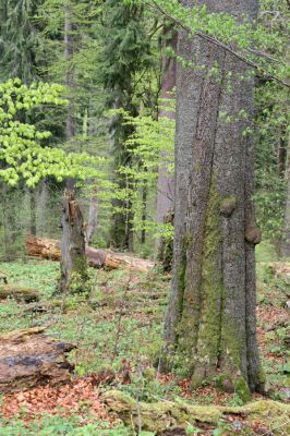 Stožec, 29.4.2011
Stožec - severovýchodní svah.
Schlüsselwörter: Stožec Šumava vrch Stožec prales