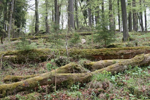 Stožec, 29.4.2011
Stožec - severovýchodní svah.
Schlüsselwörter: Stožec Šumava vrch Stožec prales