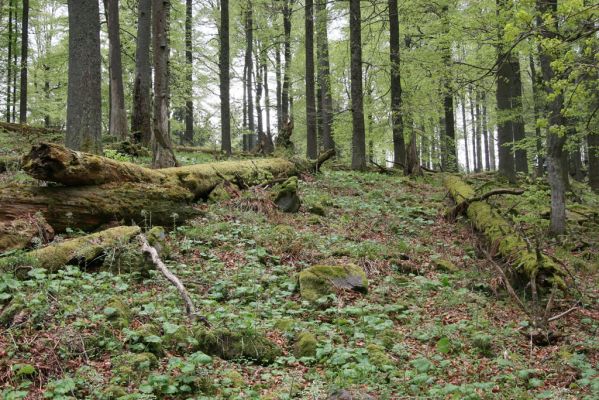 Stožec, 29.4.2011
Stožec - severovýchodní svah.
Klíčová slova: Stožec Šumava vrch Stožec prales Ampedus erythrogonus