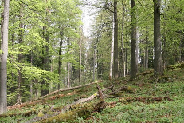 Stožec, 29.4.2011
Stožec - severovýchodní svah.
Schlüsselwörter: Stožec Šumava vrch Stožec prales Ampedus erythrogonus