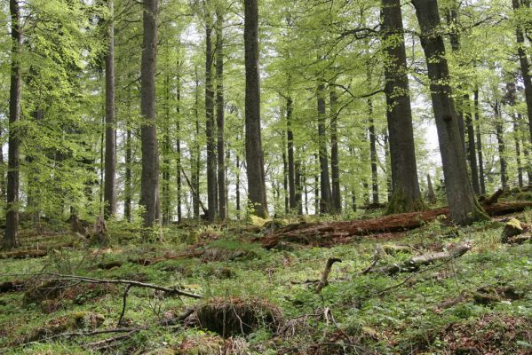 Stožec, 29.4.2011
Stožec - severovýchodní svah.
Schlüsselwörter: Stožec Šumava vrch Stožec prales Ampedus erythrogonus