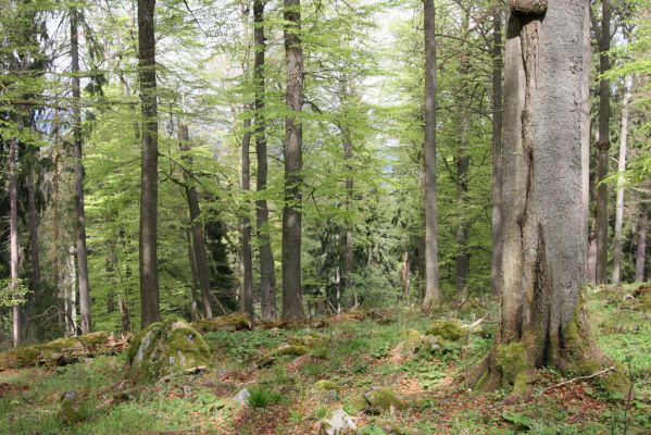 Stožec, 29.4.2011
Stožec - severovýchodní svah.
Schlüsselwörter: Stožec Šumava vrch Stožec prales