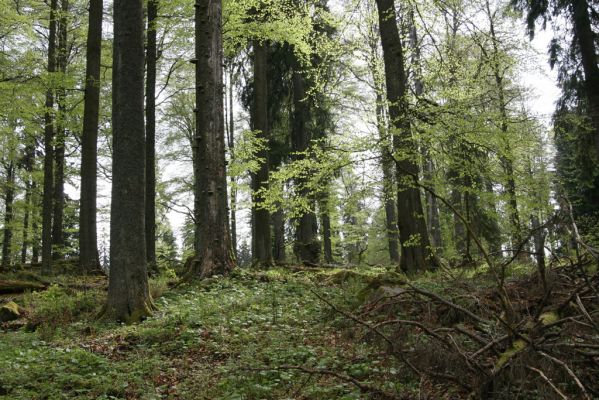 Stožec, 29.4.2011
Stožec - severovýchodní svah.
Klíčová slova: Stožec Šumava vrch Stožec prales