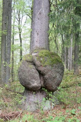 Stožec, 29.4.2011
Stožec - severovýchodní svah.
Schlüsselwörter: Stožec Šumava vrch Stožec prales