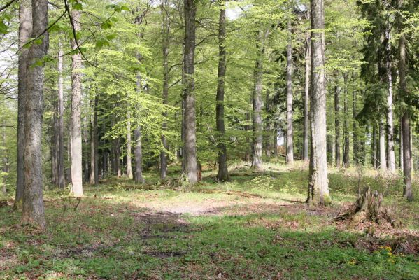 Stožec, 29.4.2011
Stožec - severovýchodní svah.
Schlüsselwörter: Stožec Šumava vrch Stožec prales