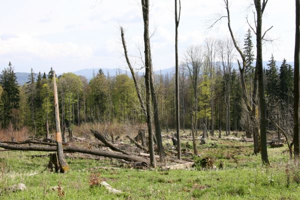 Stožec, 29.4.2011
Stožec - jižní svah.
Klíčová slova: Stožec Šumava vrch Stožec