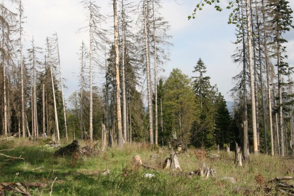 Stožec, 29.4.2011
Stožec - jižní svah.
Schlüsselwörter: Stožec Šumava vrch Stožec