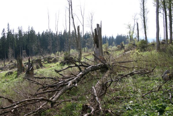 Stožec, 29.4.2011
Stožec - jižní svah.
Klíčová slova: Stožec Šumava vrch Stožec