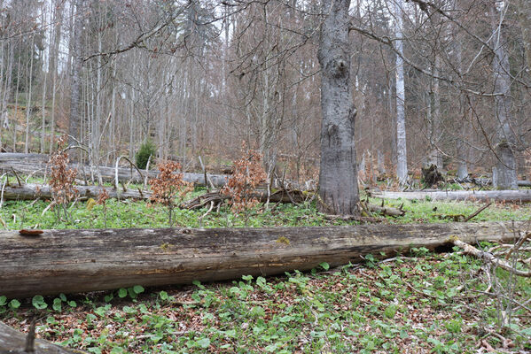 Stožec, 30.4.2023
Šumava, Stožec, holoseč na jižním svahu.
Mots-clés: Stožec Šumava vrch Stožec Ampedus aethiops balteatus karpathicus pomorum tristis Danosoma fasciatum fasciata