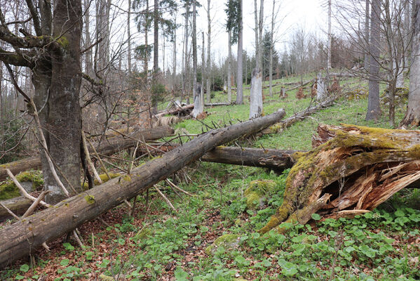 Stožec, 30.4.2023
Šumava, Stožec, holoseč na jižním svahu.
Mots-clés: Stožec Šumava vrch Stožec Ampedus aethiops balteatus karpathicus pomorum tristis Danosoma fasciatum fasciata