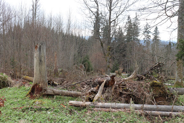 Stožec, 30.4.2023
Šumava, Stožec, holoseč na jižním svahu.
Mots-clés: Stožec Šumava vrch Stožec Ampedus aethiops balteatus karpathicus pomorum tristis Danosoma fasciatum fasciata