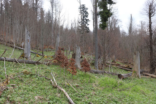 Stožec, 30.4.2023
Šumava, Stožec, holoseč na jižním svahu.
Klíčová slova: Stožec Šumava vrch Stožec Ampedus aethiops balteatus karpathicus pomorum tristis Danosoma fasciatum fasciata