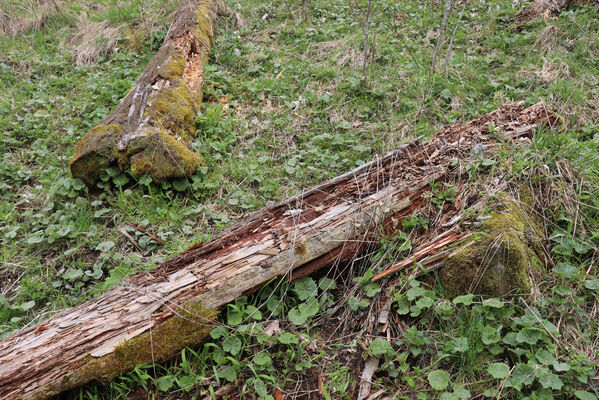 Stožec, 30.4.2023
Šumava, Stožec, holoseč na jižním svahu.
Mots-clés: Stožec Šumava vrch Stožec Ampedus aethiops balteatus karpathicus pomorum tristis Danosoma fasciatum fasciata