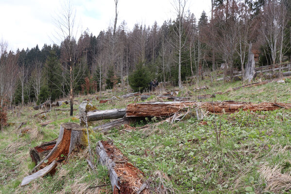 Stožec, 30.4.2023
Šumava, Stožec, holoseč na jižním svahu.
Keywords: Stožec Šumava vrch Stožec Ampedus aethiops balteatus karpathicus pomorum tristis Danosoma fasciatum fasciata