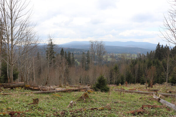 Stožec, 30.4.2023
Šumava, Stožec, holoseč na jižním svahu.
Schlüsselwörter: Stožec Šumava vrch Stožec Ampedus aethiops balteatus karpathicus pomorum tristis Danosoma fasciatum fasciata