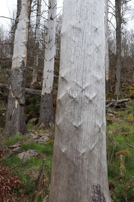 Stožec, 30.4.2023
Šumava, vrch Stožec.
Mots-clés: Šumava Stožec vrch Stožec