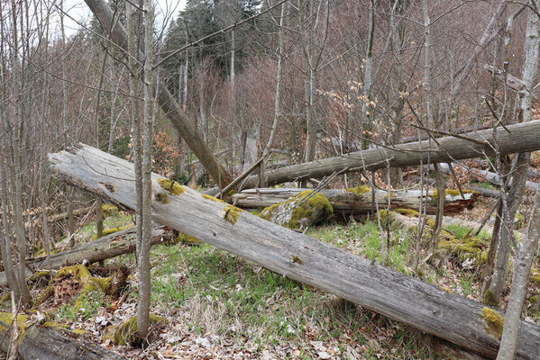 Stožec, 30.4.2023
Šumava, Stožec, jižní svah.
Mots-clés: Šumava Stožec vrch Stožec