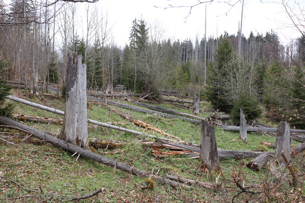 Stožec, 30.4.2023
Šumava, Stožec, holoseč na jižním svahu.
Schlüsselwörter: Stožec Šumava vrch Stožec Ampedus aethiops balteatus karpathicus pomorum tristis Danosoma fasciatum fasciata