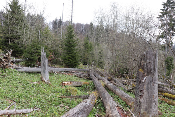 Stožec, 30.4.2023
Šumava, Stožec, holoseč na jižním svahu.
Mots-clés: Stožec Šumava vrch Stožec Ampedus aethiops balteatus karpathicus pomorum tristis Danosoma fasciatum fasciata