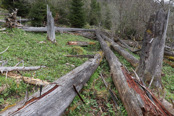 Stožec, 30.4.2023
Šumava, Stožec, holoseč na jižním svahu.
Klíčová slova: Stožec Šumava vrch Stožec Ampedus aethiops balteatus karpathicus pomorum tristis Danosoma fasciatum fasciata