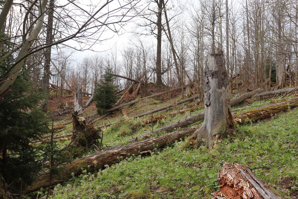 Stožec, 30.4.2023
Šumava, Stožec, holoseč na jižním svahu.
Mots-clés: Stožec Šumava vrch Stožec Ampedus aethiops balteatus karpathicus pomorum tristis Danosoma fasciatum fasciata