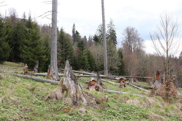 Stožec, 30.4.2023
Šumava, Stožec, holoseč na jižním svahu.
Klíčová slova: Stožec Šumava vrch Stožec Ampedus aethiops balteatus karpathicus pomorum tristis Danosoma fasciatum fasciata