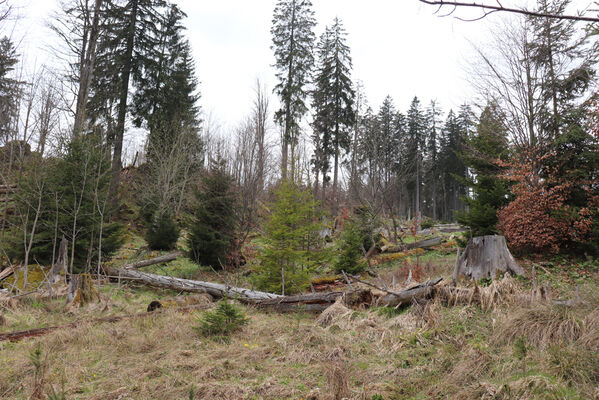 Stožec, 30.4.2023
Šumava, Stožec, holoseč na jižním svahu.
Mots-clés: Stožec Šumava vrch Stožec Ampedus aethiops balteatus karpathicus pomorum tristis Danosoma fasciatum fasciata