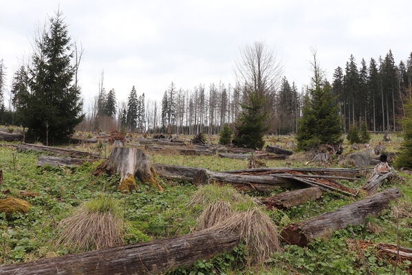 Stožec, 30.4.2023
Šumava, Stožec, holoseč na jižním svahu.
Schlüsselwörter: Stožec Šumava vrch Stožec Ampedus aethiops balteatus karpathicus pomorum tristis Danosoma fasciatum fasciata