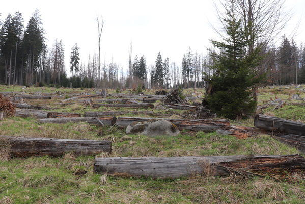 Stožec, 30.4.2023
Šumava, Stožec, holoseč na jižním svahu.
Mots-clés: Stožec Šumava vrch Stožec Ampedus aethiops balteatus karpathicus pomorum tristis Danosoma fasciatum fasciata