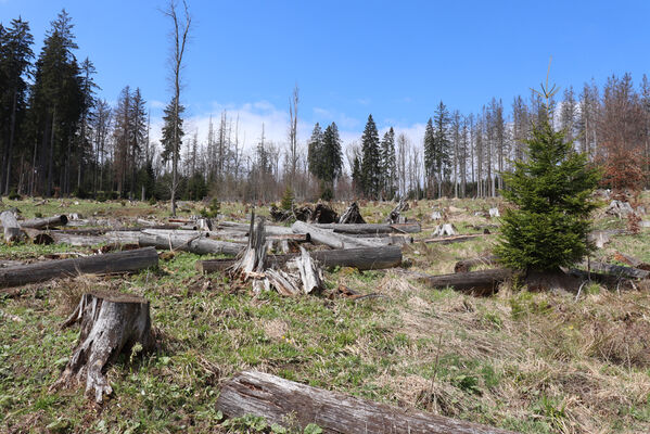 Stožec, 30.4.2023
Šumava, Stožec, holoseč na jižním svahu.
Schlüsselwörter: Stožec Šumava vrch Stožec Ampedus aethiops balteatus karpathicus pomorum tristis Danosoma fasciatum fasciata