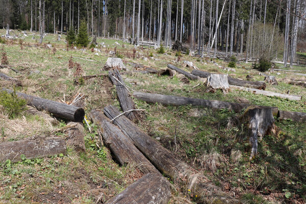 Stožec, 30.4.2023
Šumava, Stožec, holoseč na jižním svahu.
Klíčová slova: Stožec Šumava vrch Stožec Ampedus aethiops balteatus karpathicus pomorum tristis Danosoma fasciatum fasciata