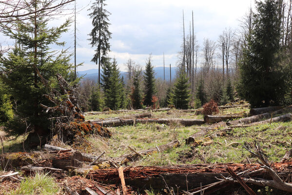 Stožec, 30.4.2023
Šumava, Stožec, holoseč na jižním svahu.
Mots-clés: Stožec Šumava vrch Stožec Ampedus aethiops balteatus karpathicus pomorum tristis Danosoma fasciatum fasciata