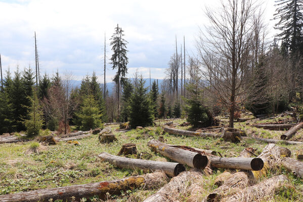 Stožec, 30.4.2023
Šumava, Stožec, holoseč na jižním svahu.
Keywords: Stožec Šumava vrch Stožec Ampedus aethiops balteatus karpathicus pomorum tristis Danosoma fasciatum fasciata