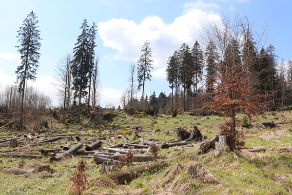 Stožec, 30.4.2023
Šumava, Stožec, holoseč na jižním svahu.
Klíčová slova: Stožec Šumava vrch Stožec Ampedus aethiops balteatus karpathicus pomorum tristis Danosoma fasciatum fasciata